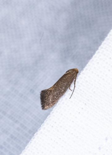 Elachista sp.
